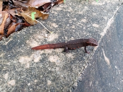 Paramesotriton hongkongensis