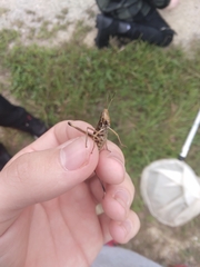 Dichromorpha viridis