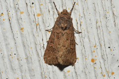 Spodoptera exigua
