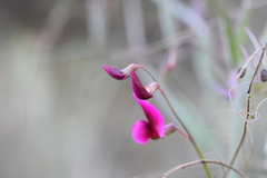 Lathyrus