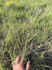 Thelesperma megapotamicum