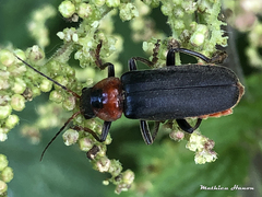 Cantharis fusca