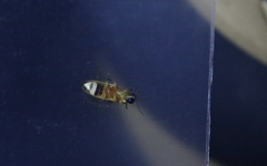 Abscondita cerata