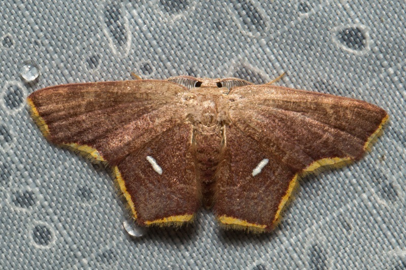 Chrysocraspeda lunulata