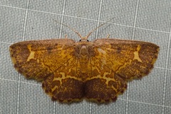 Chrysocraspeda ozophanes