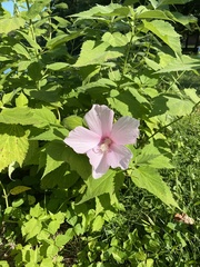 Hibiscus moscheutos