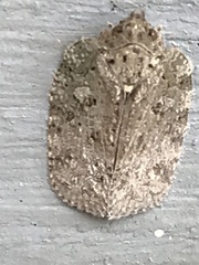 Flatoidinus punctatus