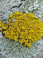 Xanthomendoza fallax