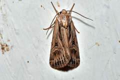 Dichagyris longidens