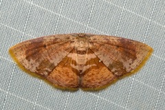 Chrysocraspeda plumbeofusa