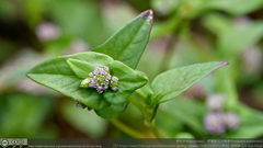 Persicaria nepalensis