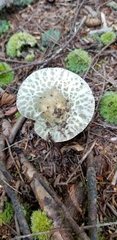 Virescentinae