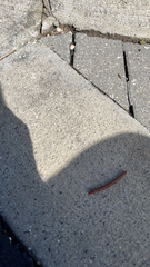 Trigoniulus corallinus