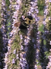 Xylocopa virginica virginica