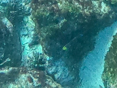 Thalassoma lucasanum