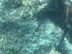 Thalassoma lucasanum