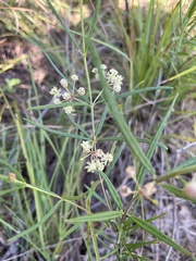Asclepias