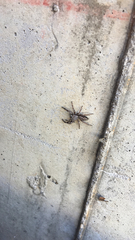 Platycryptus undatus