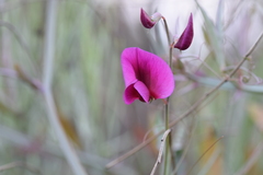 Lathyrus