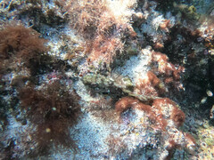 Gobioclinus dendriticus