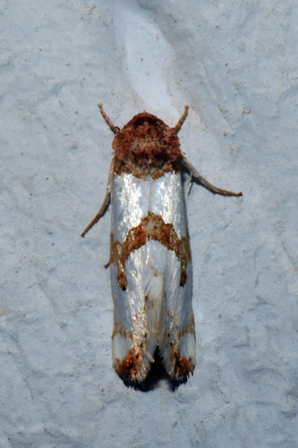 Snakeweed Flower Moth photo 3