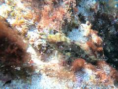 Gobioclinus dendriticus