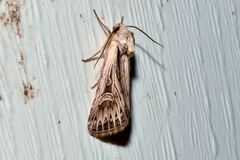 Dichagyris longidens