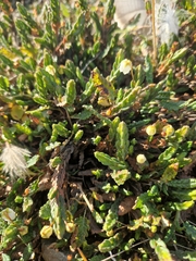 Cassiope tetragona
