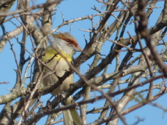 Cyclarhis gujanensis