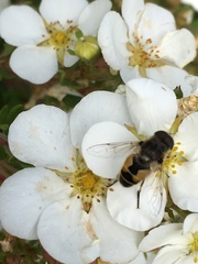 Eristalis
