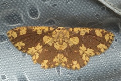 Cyclophora circummaculata