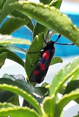 Zygaena