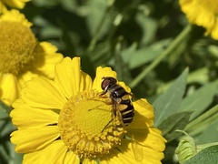 Eristalis transversa