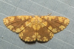 Cyclophora circummaculata