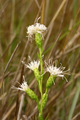 Liatris cylindracea