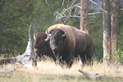 Bison bison