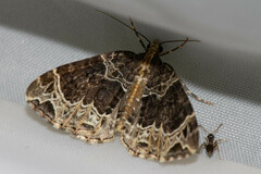 Ecliptopera silaceata