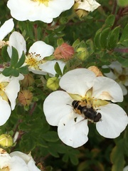 Eristalis