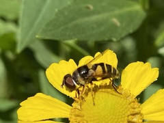 Eristalis transversa