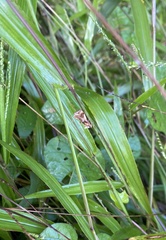 Plusiodonta compressipalpis