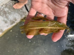 Potamogeton × angustifolius