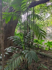 Areca triandra