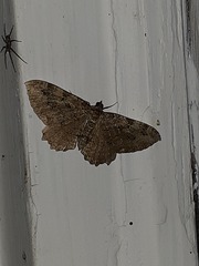 Rheumaptera meadii