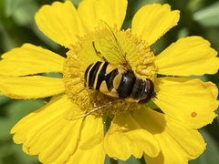 Eristalis transversa