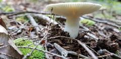 Virescentinae