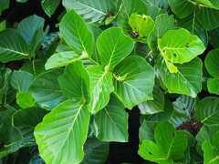 Neonauclea reticulata