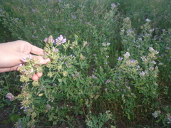 Medicago