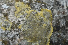 Candelariella medians