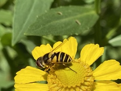 Eristalis transversa