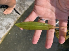 Potamogeton × angustifolius